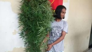 Polisi Tangkap Gondrong Tanam Ganja di Belakang Rumah