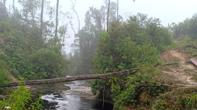 Illegal Logging di Hutan Tele Dairi Masih Terus Berlangsung 3 Hutan Tele