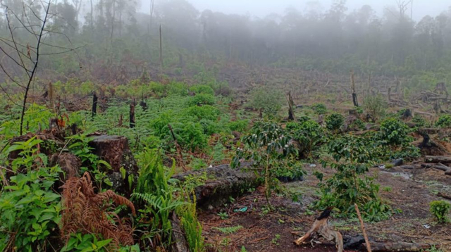 Illegal Logging di Hutan Tele Dairi Masih Terus Berlangsung 2 Hutan Tele 2