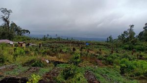 Illegal Logging di Hutan Tele Dairi Masih Terus Berlangsung