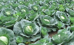 Pemkab Dairi Targetkan 60 Hektar Untuk Lahan Tanaman Kubis