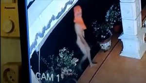 Polsek Binjai Selidiki Kolor Ijo di Langkat, Sasarannya Janda dan Istri Ditinggal Suami