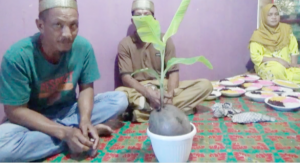 Aneh! Ada Buah Kelapa Bertunas Pelepah Daun Pisang