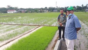 Distabunak Aceh Tamiang Targetkan Lahan Persawahan Full Organik
