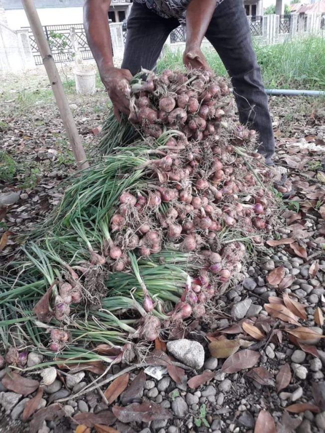 Tanam Bawang Untuk Bantu Warga 3 IMG 20210611 WA0114