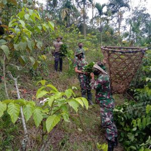 Anggota Satgas TMMD Ikut Serta Berladang Gambir Bersama Warga