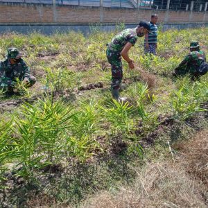 Anggota Satgas TMMD/N ke 111 Berkebun Jahe Bersama Masyarakat