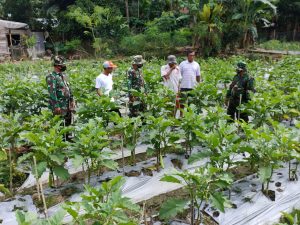 Anggota Satgas TMMD/N ke 111 Ikut Serta Bersama Warga Berkebun Terong