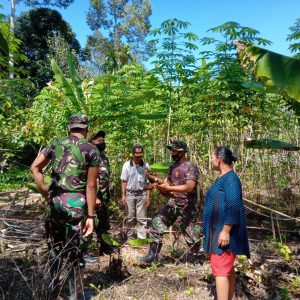 Anggota Satgas TMMD/N ke 111 Berkunjung ke Kebun Ubi Milik Warga