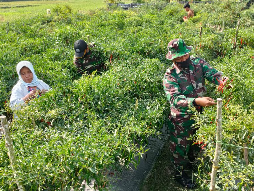 Wujud kepedulian, Personil Satgas TMMD/N Ke111 Kodim 0306/50 Kota Bantu Warga Memanen Cabe 2 3 1 11