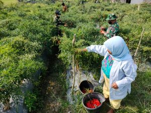 Wujud kepedulian, Personil Satgas TMMD/N Ke111 Kodim 0306/50 Kota Bantu Warga Memanen Cabe