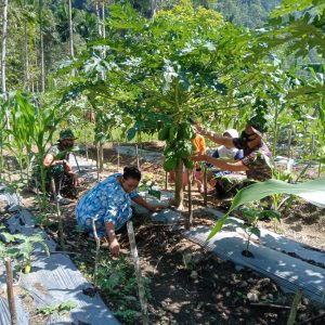 Anggota Satgas TMMD Mengunjungi Kebun Pepaya Milik Warga