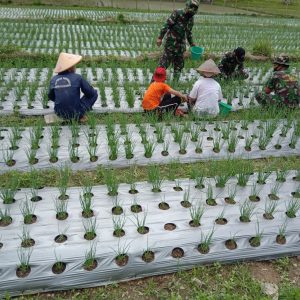 Anggota Satgas TMMD/N Kodim 0306/50 Kota Saling Berbagi Ilmu Dengan Petani Daun Bawang