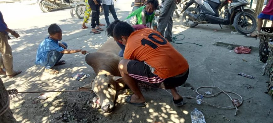 Sebelum Disembelih, Lembu Qurban Seruduk Warga 2 IMG 20210720 WA0082