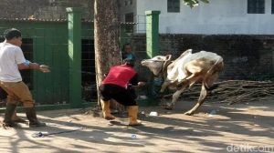 Sebelum Disembelih, Lembu Qurban Seruduk Warga