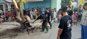 Seribu Keluarga di Mabar Hilir Terima Daging Kurban, Kampong Chaidir Labuhan Sembelih 1 Lembu 16 Kambing