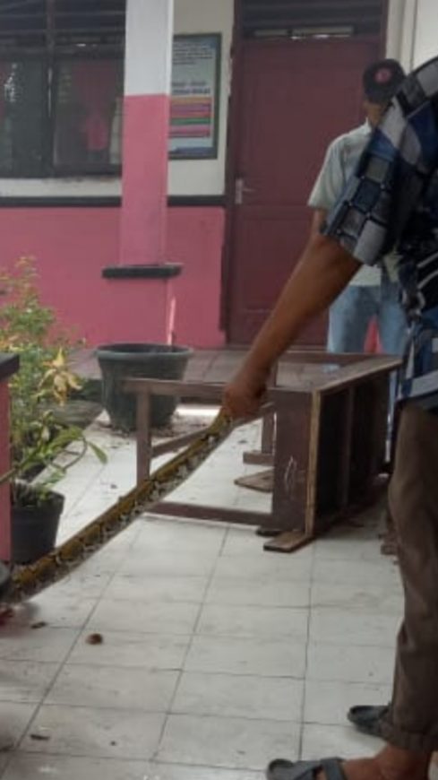 Geger! Ular Piton Berukuran 3 Meter Ditemukan Dalam Sekolah