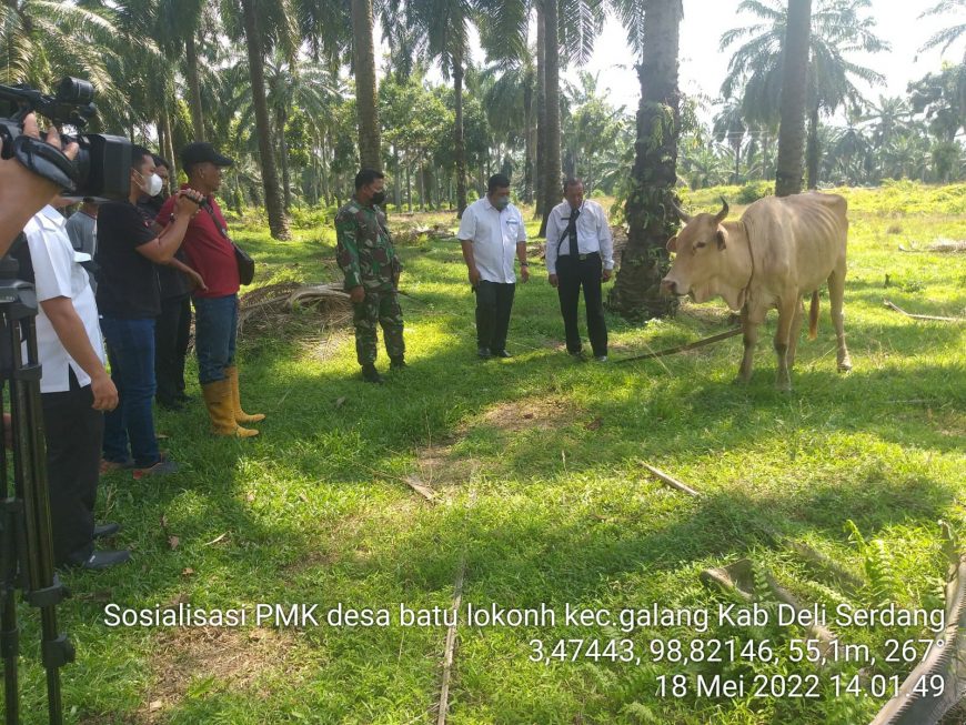 Dinas Pertanian Deli Serdang Bergerak Cepat Atasi PMK Ternak