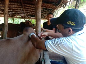 Salut! Pemko Lhokseumawe Gerak Cepat Atasi PMK Ternak Hewan 2 PMK