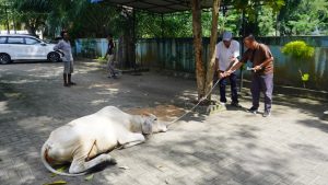 H – 1 Idul Adha, Keluarga Besar H Ngogesa Sitepu Serahkan Hewan Qurban ke PWI Langkat