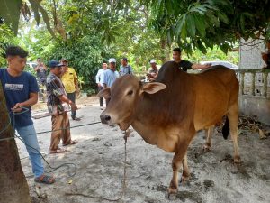 Pangdam I/BB Serahkan Seekor Lembu Qurban Seberat 446,5 Kg kepada Warga Desa Kebun Ramunia