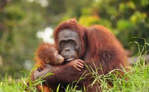 Jual Orangutan, Thomas Disidangkan di PN Lubuk Pakam