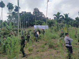 Polres Lhokseumawe Bersama BNN Musnahkan Ladang Ganja Seluas 4 Hektar di Sawang 3 IMG 20230308 WA0251