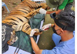 Harimau Mati: Respons Tidak Etis, Potret Penguasa Kapitalis