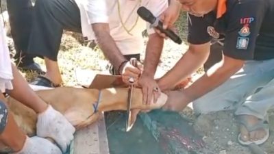 MIFA Qurban 9 Ekor Hewan 2 IMG 20250606 WA0210