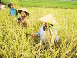 Bulog Sumut Serap 10.600 Ton Gabah hingga Maret 2026, Targetkan 62 Ribu Ton Tahun Ini