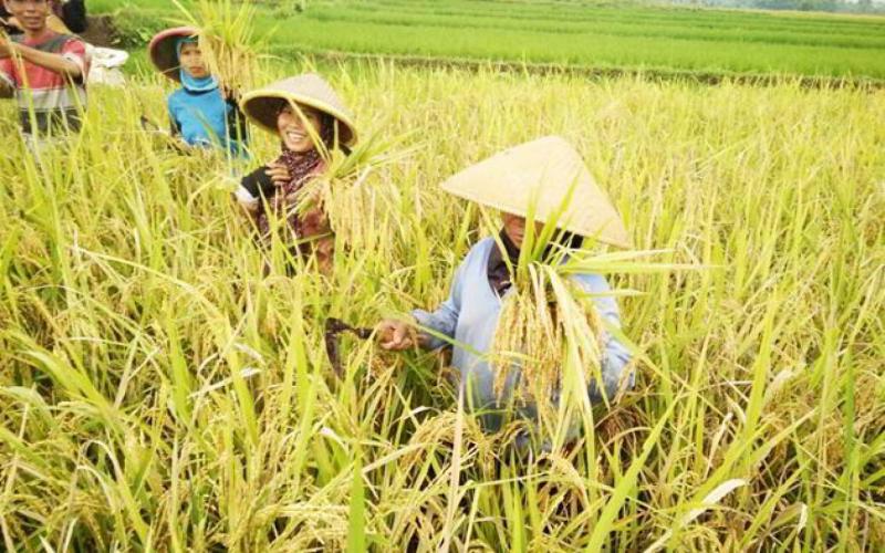 sedang 1518771293Gambar CARA PANEN Padi