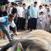 Bobby Nasution Sumbang 17 Sapi Kurban dengan Total Berat 11 Ton ke Masyarakat Secara Pribadi Tahun Ini