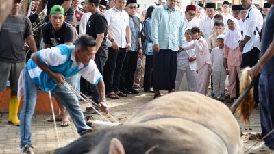 Bobby Nasution Sumbang 17 Sapi Kurban dengan Total Berat 11 Ton ke Masyarakat Secara Pribadi Tahun Ini