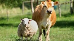 Green Iduladha 2026: Lentera Hijau Indonesia, IMM, dan Eco Enzyme Nusantara Dorong Revolusi Kurban Ramah Lingkungan 9 IMG 20260521 WA0040