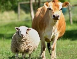Green Iduladha 2026: Lentera Hijau Indonesia, IMM, dan Eco Enzyme Nusantara Dorong Revolusi Kurban Ramah Lingkungan