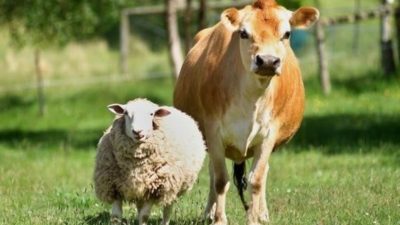 Green Iduladha 2026: Lentera Hijau Indonesia, IMM, dan Eco Enzyme Nusantara Dorong Revolusi Kurban Ramah Lingkungan