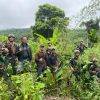 Melalui Patroli Keamanan Gabungan, Satgas Swasembada Yonif 643/Wns Koops TNI Habema Berhasil Temukan Ladang Ganja