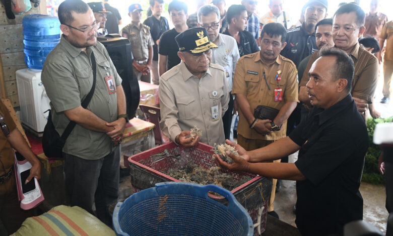 Wagub melihat produksi rrumout laut di pantai Tureloto Noas Utara 2.jpg 780x470 1