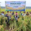 Panen Padi Biofortifikasi di Sergai: Dari Sawah untuk Perangi Stunting dan Perkuat Ketahanan Pangan