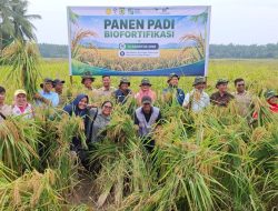 Panen Padi Biofortifikasi di Sergai: Dari Sawah untuk Perangi Stunting dan Perkuat Ketahanan Pangan