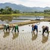 Produksi Padi Meningkat, Belum Jamin Indonesia Swasembada Pangan