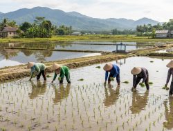 Produksi Padi Meningkat, Belum Jamin Indonesia Swasembada Pangan